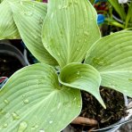 Funkia (Hosta plantaginea) ´BIG DADDY´ - výška 10-15 cm, kont. C2L